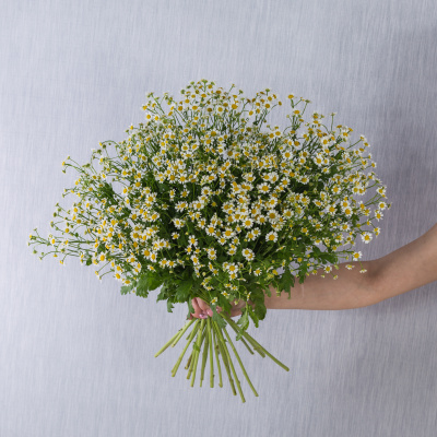 Букет из 25 мелких кустовых ромашек танацетумов 50582