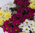 Букет из разноцветных хризантем арт. 35809