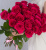 Роза розовая Эквадор 60 см ПОШТУЧНО арт. 2446
