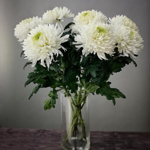 Хризантема одноголовая белая арт. 18