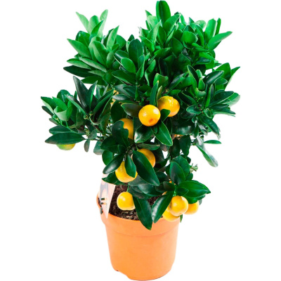 цитрофортунелла 4390