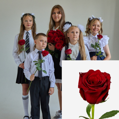 Букет от класса Роза красная Эквадор 60 см N 902